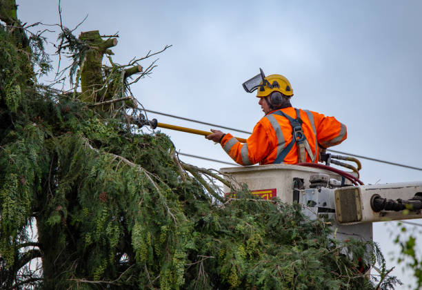 How Our Tree Care Process Works  in  St Joseph, MN