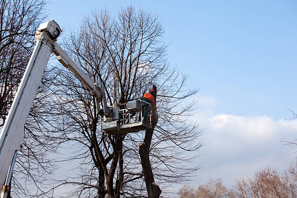 Seasonal Cleanup (Spring/Fall) in St Joseph, MN